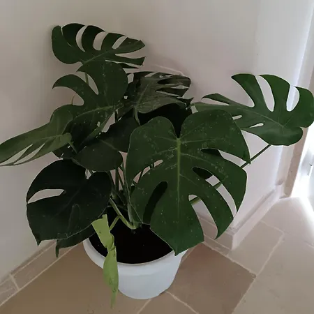 Perlage Luxury Room&wine Appartement Mesagne