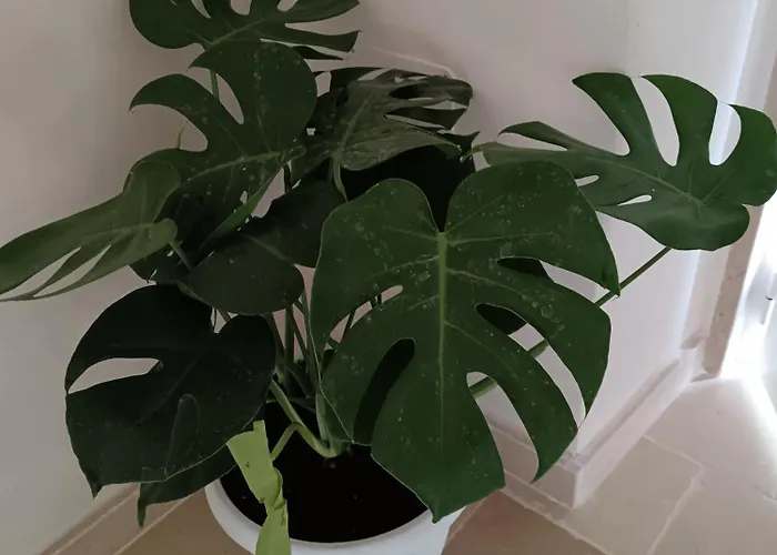 Perlage Luxury And Wine Lejlighed Mesagne